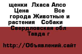 щенки  Лхаса Апсо › Цена ­ 20 000 - Все города Животные и растения » Собаки   . Свердловская обл.,Тавда г.